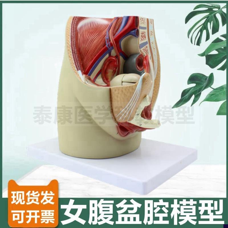 女盆腔模型可拆卸内外生殖器泌尿系统腹腔血管肌S肉家政月嫂培训