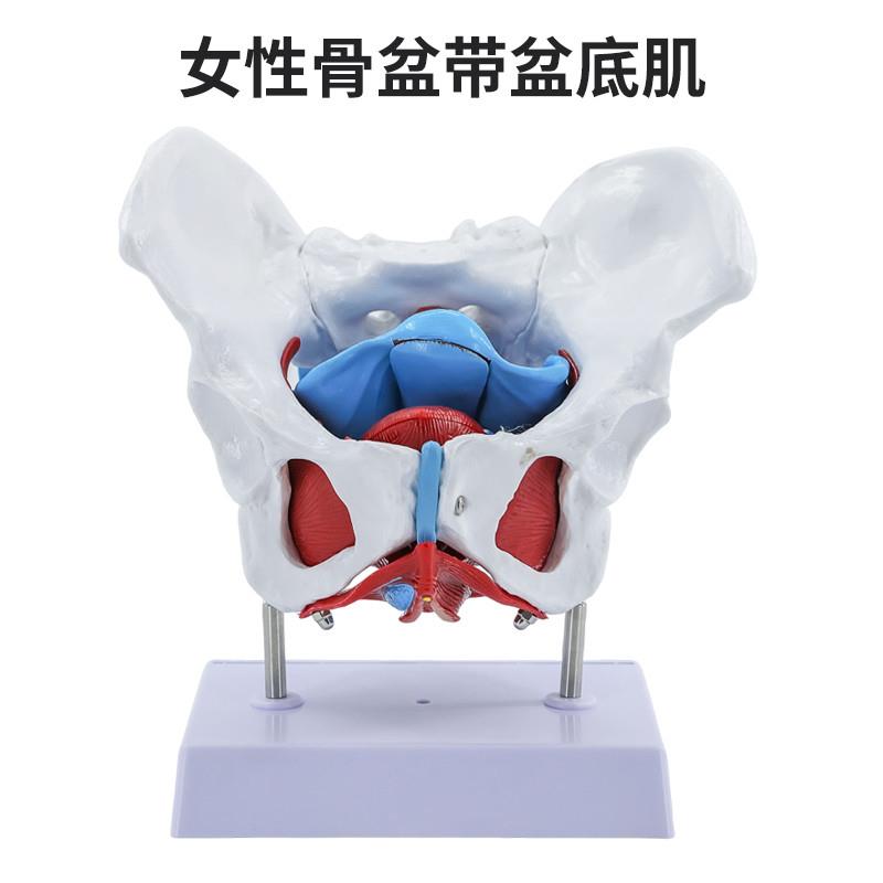 自然大女性骨盆模型o女性骨盆带盆底肌分娩过程演示助产示教模