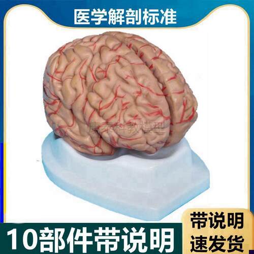 脑模型1比1仿真可拆卸带标识脑血管破裂卒中医用T教学大脑皮层功