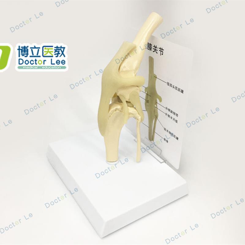 狗膝关节模型带韧带逼真狗v骨架骨骼宠物医院教学用品精品关节模