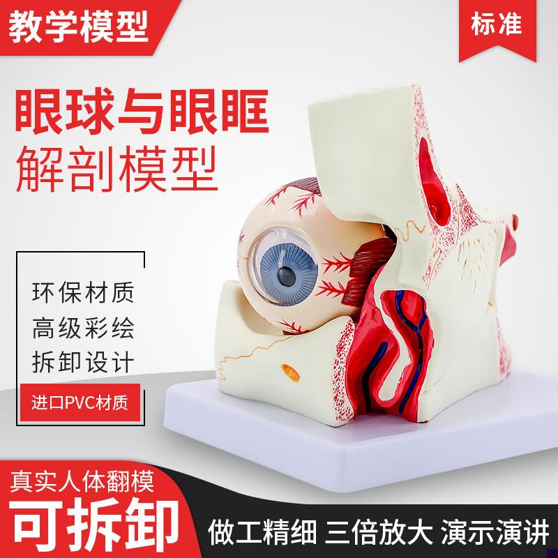 人体眼球与眼眶放大模型u彩色人类眼球、眼眶、与眼周解剖模型