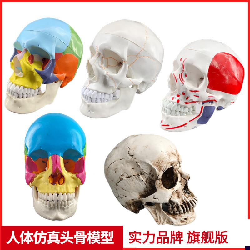 成人1:1医学仿真人体头骨模型头颅骨解剖数字编U码标识骷髅标本