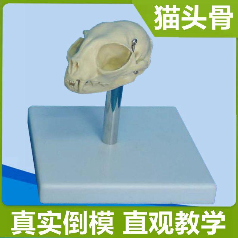 猫头骨模型仿真PVnC骨头真实倒模犬牙齿骨髅头动物兽医店摆设狗