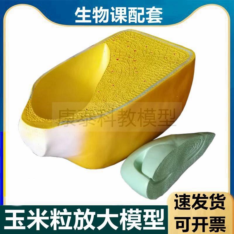 玉米籽模型植物种子农作物玉米颗粒解剖芽结R构解剖中学实验桃