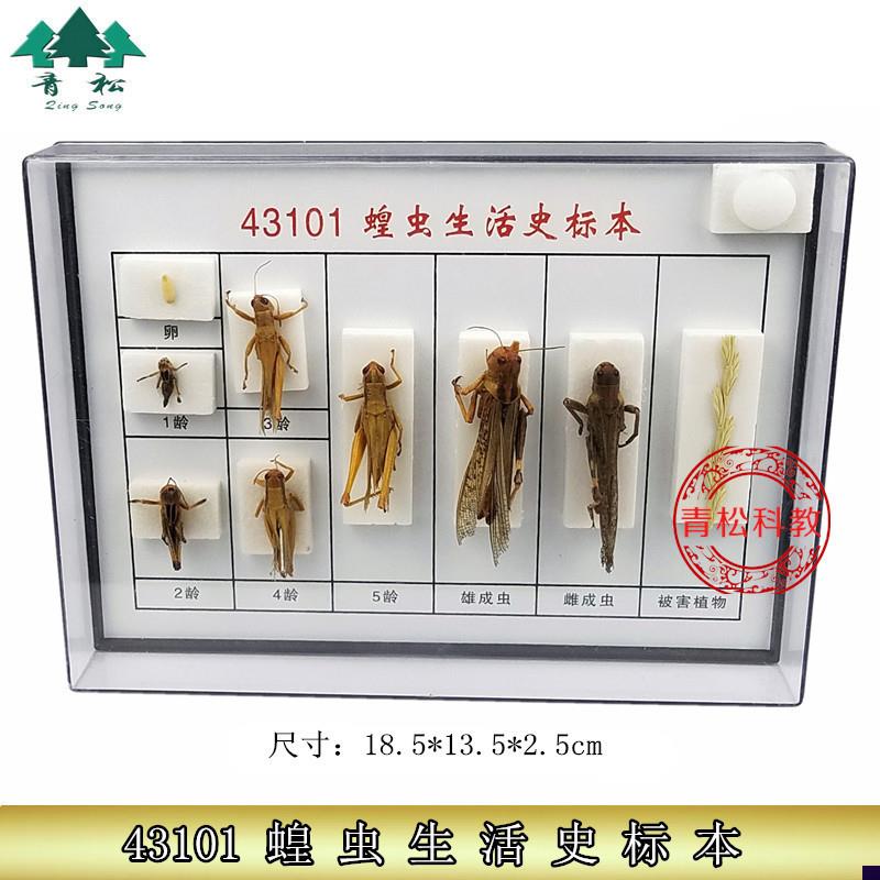 蝗虫生活史标f本 J43101 初中高中生物实验 教学仪器器材标本实验