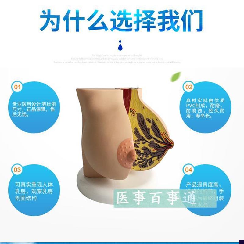 女性静止b期乳房模型 乳腺解剖丰胸美容妇产科教学乳房解剖模型