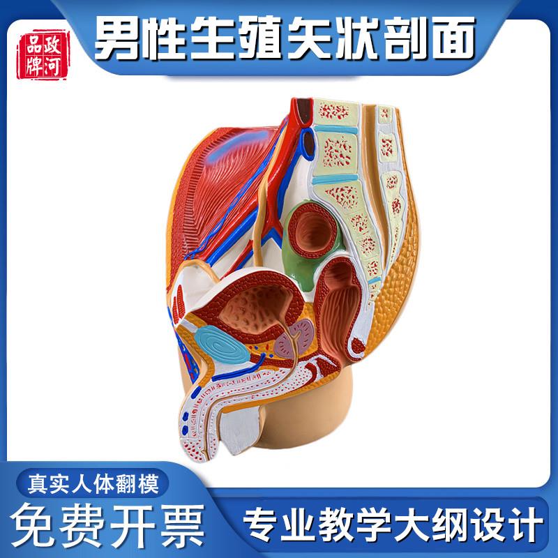 男性生殖器c官解剖模型医学教学模型人体器官模型男性生殖系统模