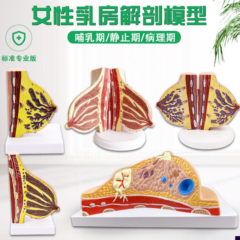 医用女性静止期乳房模型乳房结构解剖模型L丰胸美容妇科用人体模