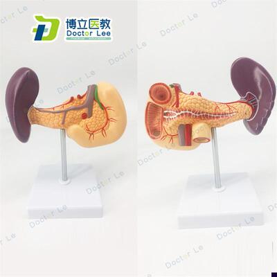 脾胰十二指肠模型 胰腺模u型 脾脏模型 肝胆胰腺 消化科教学模型