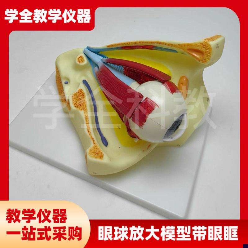眼球模型眼球与眼眶n放大模型解剖眼睛眼外肌模型结构造示教学医