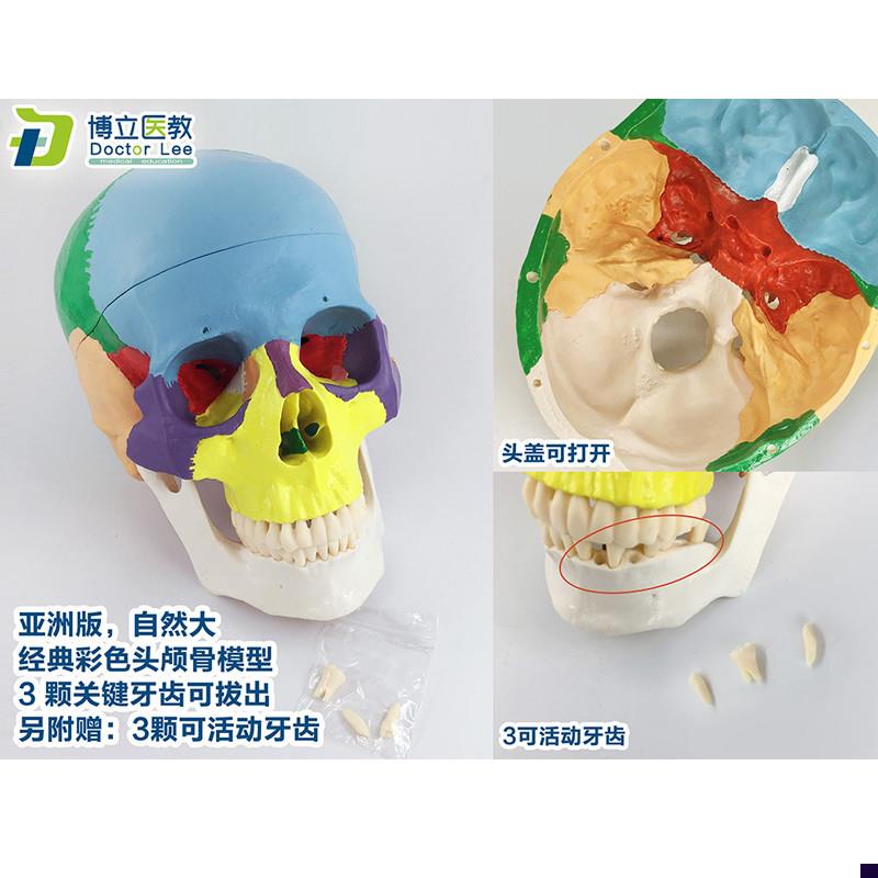 医用艺用头颅骨头骨教学仿真颅骨模型骷髅O头模型彩色头颅着亚洲