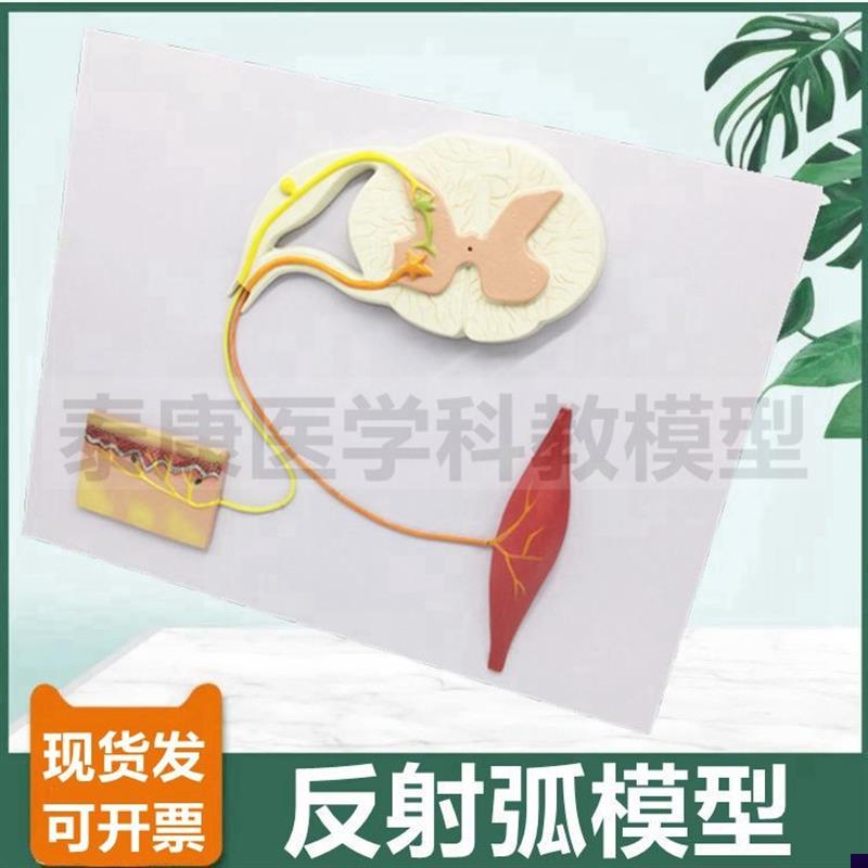 反射弧模型 神经细胞 q神经元 轴突突触 胞体 脊髓神经 中枢脑皮