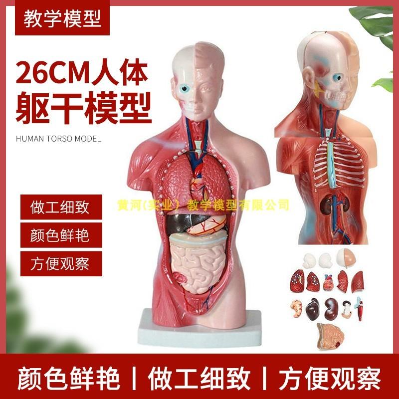 28cm人体躯干解剖模型器官可拆卸医学教学心脏Q内脏模型玩具26c