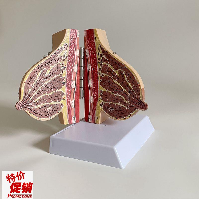 乳房模型哺乳期静止期乳腺乳晕妇A产科家政月嫂培训月子产康技校