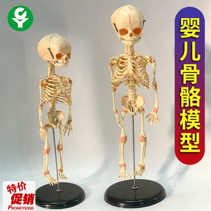 婴儿骷髅模型骨骼骨架人骨模型素描人体教学T医用教仪厂家直