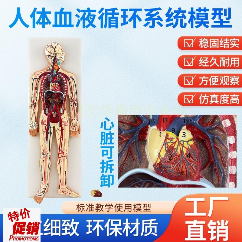 人体血液循环系统模型体肺循环心血管介入心脏解剖V动静脉神经血