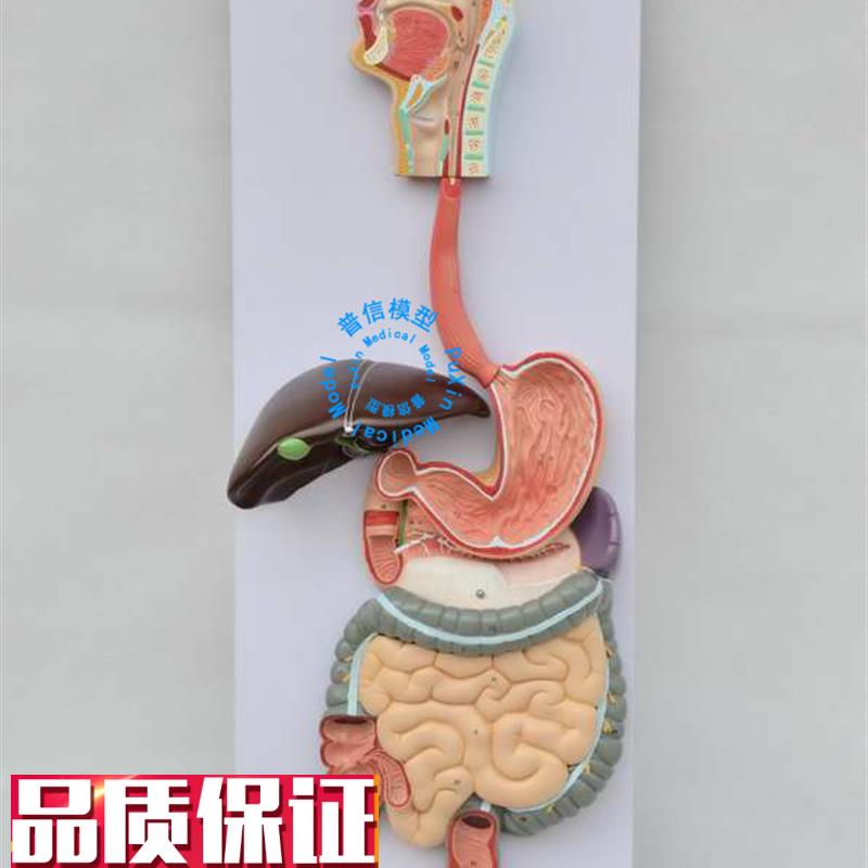 普信人体消化系k统模型消化道胃剖面鼻咽喉大小肠胃解剖模型