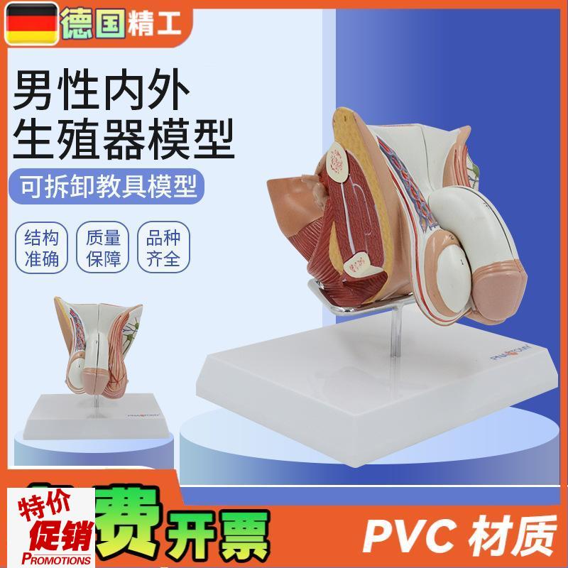 德国】男性c生殖模型解剖模型生殖泌尿系统男性内外生殖模型带支