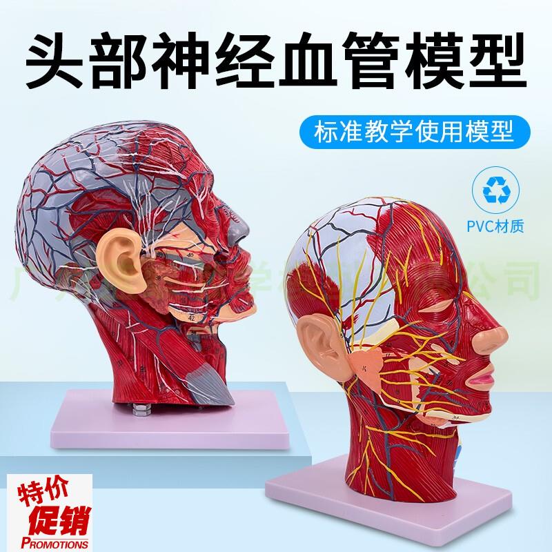 人体头骨带肌肉浅表神p经血管模型美容面部微整头部正中矢状切面