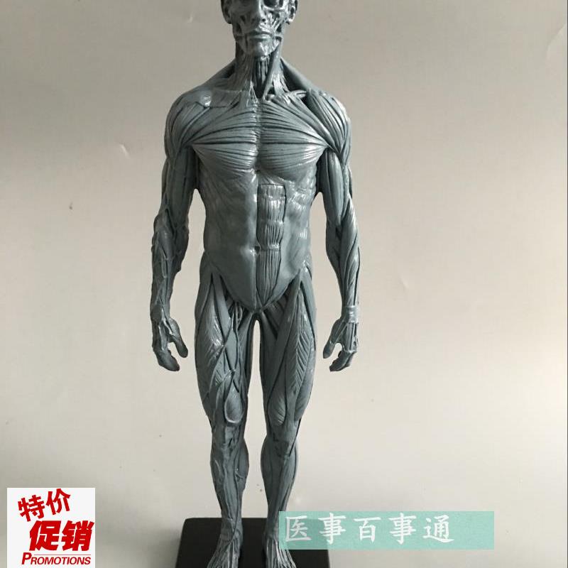 设计绘画CG参考医用艺用人体肌肉骨骼解K剖结构模型美术灰色肌肉