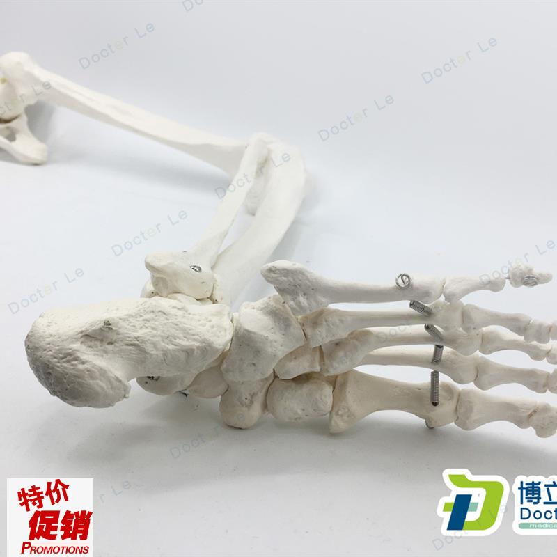 正骨骨科艺用医用下肢大腿骨脚掌模型脚骨脚模T型带胫腓骨和股骨