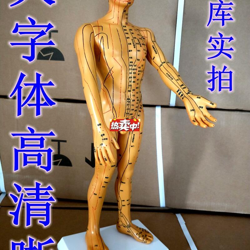 热销特卖刻字大字体超清晰k人体经络针灸模型/穴位模型(男/50CM