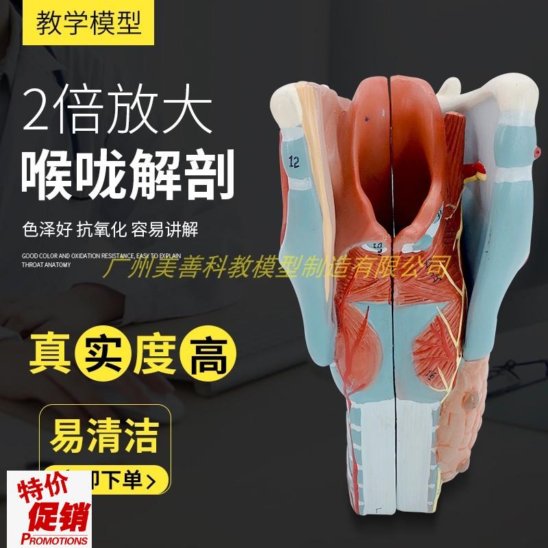 喉结构与功能放大模型咽喉喉解剖D声乐发音练习喉甲状腺喉软骨