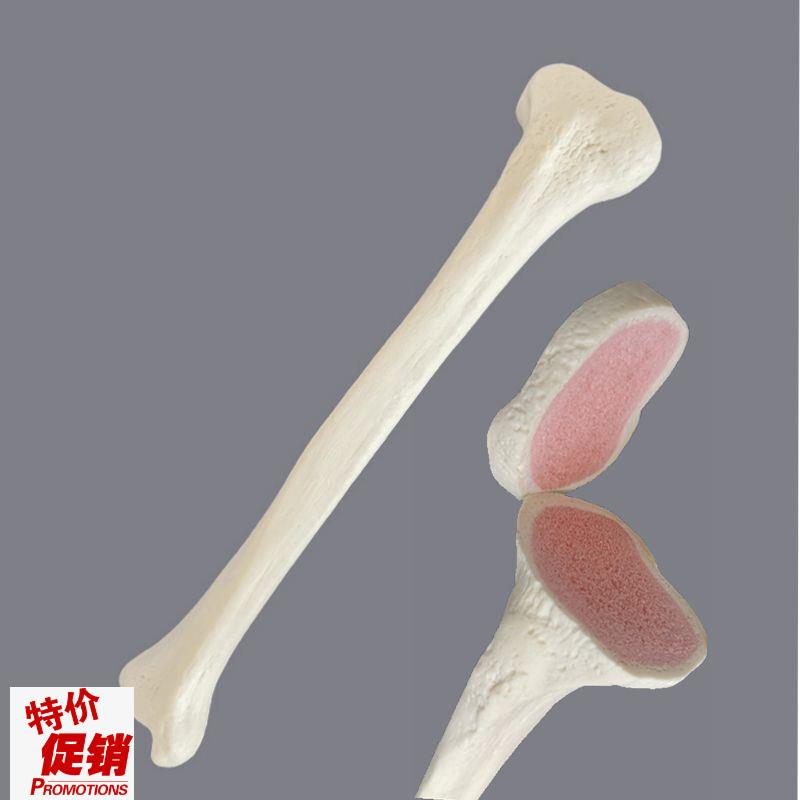 康泰仿真骨术前练习实操仿真骨临床教学I假骨四肢皮质骨医用下肢