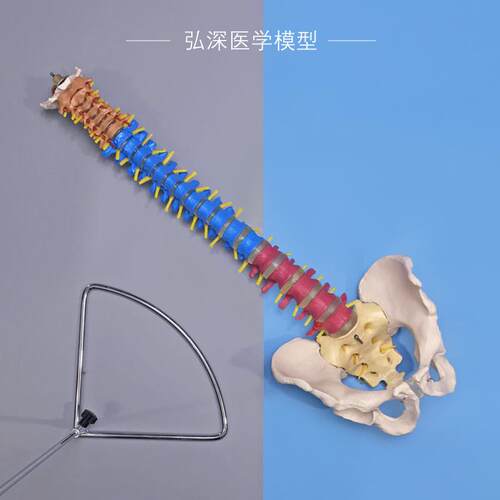 彩色人体脊柱模型带骨盆脊椎间盘神经1比1颈腰椎中医学.正骨科教