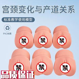 产前宫颈变化与产道关t系模型妇科检查计划生育医学示教模型