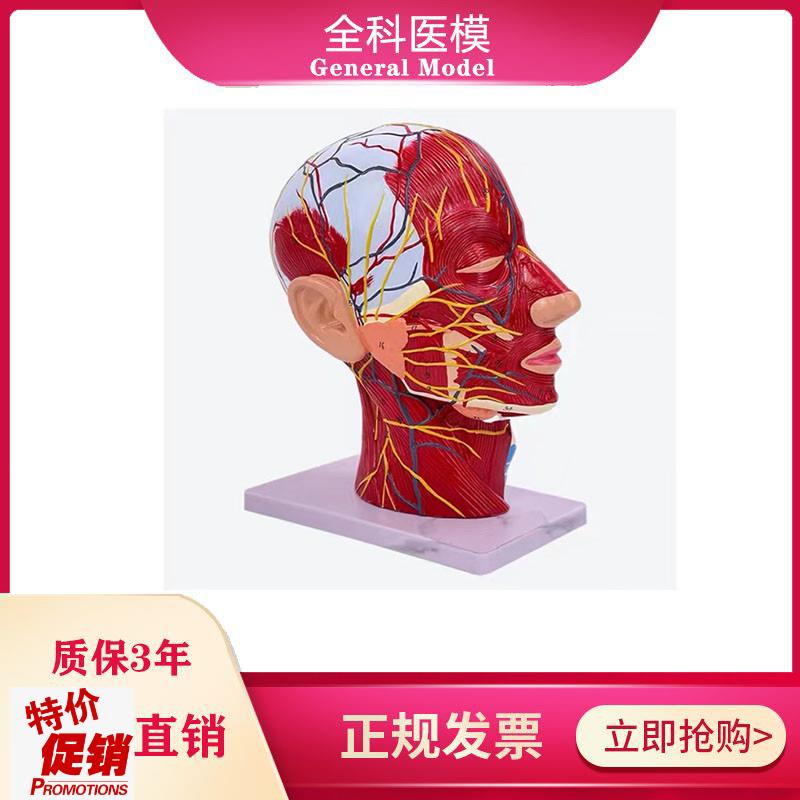 鼻腔咽喉解剖人体头y骨带肌肉神经血管模型