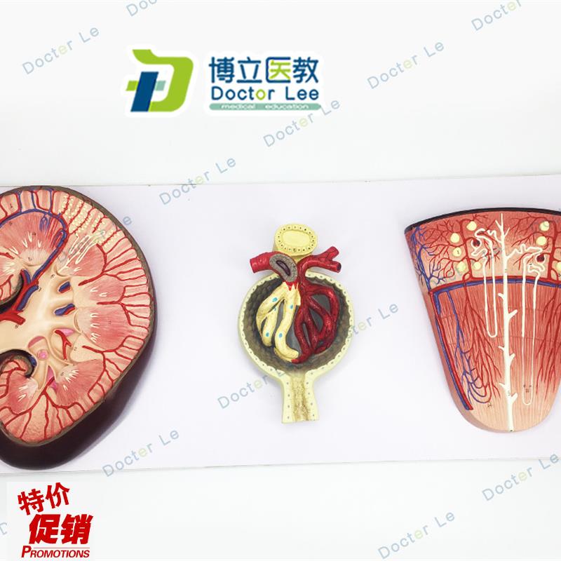 肾与肾单c位模型肾小球模型泌尿系统解剖结构模型医学肾脏