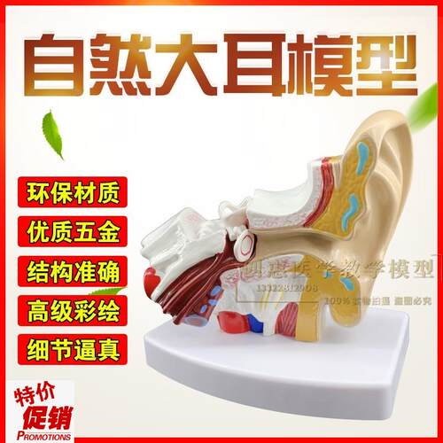 耳朵模型耳朵解剖结构内耳迷路模型耳鼻N喉科医用耳解剖模型