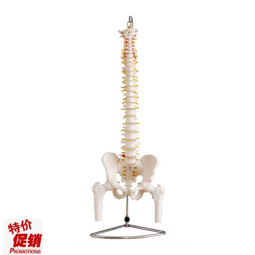 自然大脊e椎附骨盆半腿骨模型