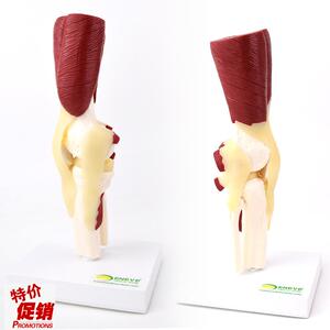 ENOVO颐诺人体膝关节Y肌肉群模型