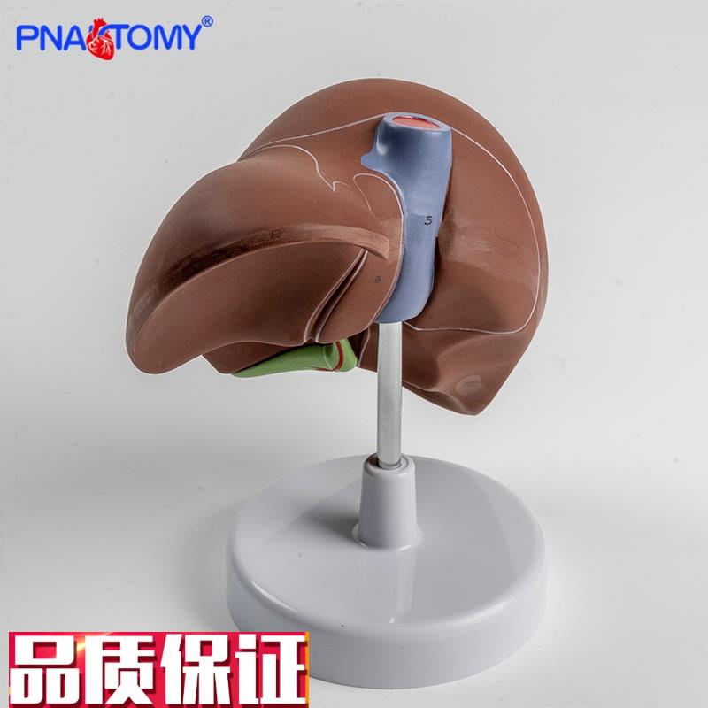 1比1高度仿真肝脏模型肝解w剖模型肝胆胰脾十二指肠浮雕肝胆胰模