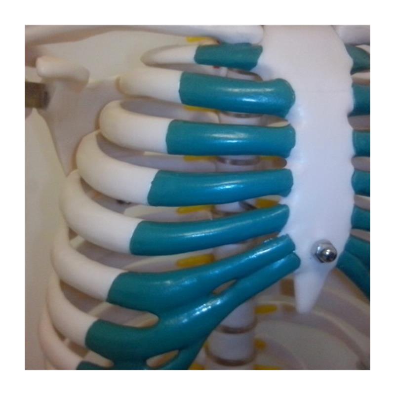 人体骨骼带分椎i间盘模型85CM骨架标本全身人体骨骼模型带神经