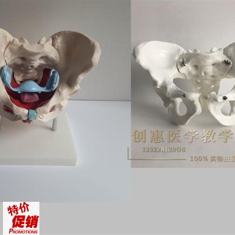 骨盆模型女性骨盆及盆q底肌肉模型盆腔器官骨骼解剖结构造教学医