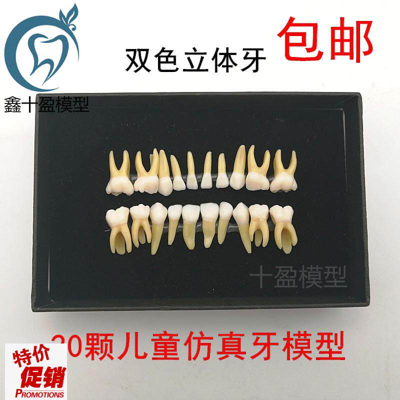 20颗双a色乳牙有牙根开髓离体牙模型儿童全口标准牙齿模型M7020