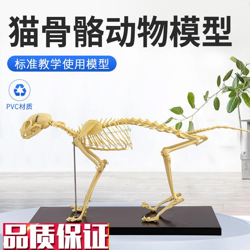 猫骨骼标本模型教学骨架骨头骨骼H模型骨科器械宠物动物猫