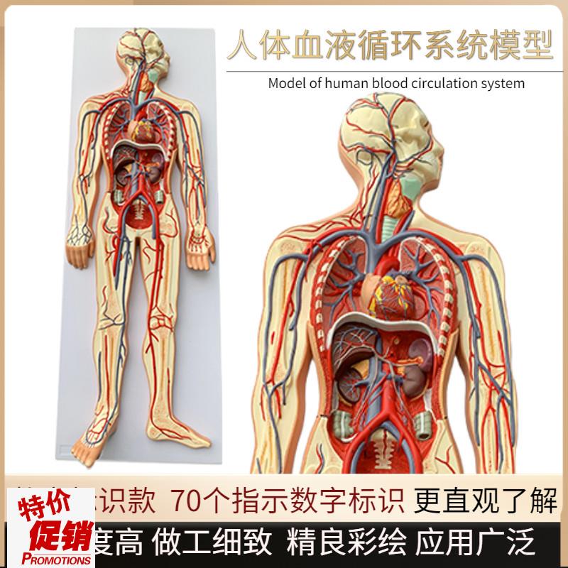 人体血液循环系统模型全身内脏器官D解剖教学教具心脏血管演示模