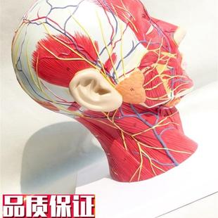 头面部附脑血管神经模型颈x部解剖学神经血管肌肉结构精品模型