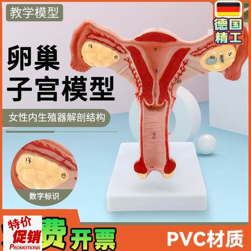 人体子宫模型教具模具阴道卵巢解剖医学女性仿真Y女性生殖模器