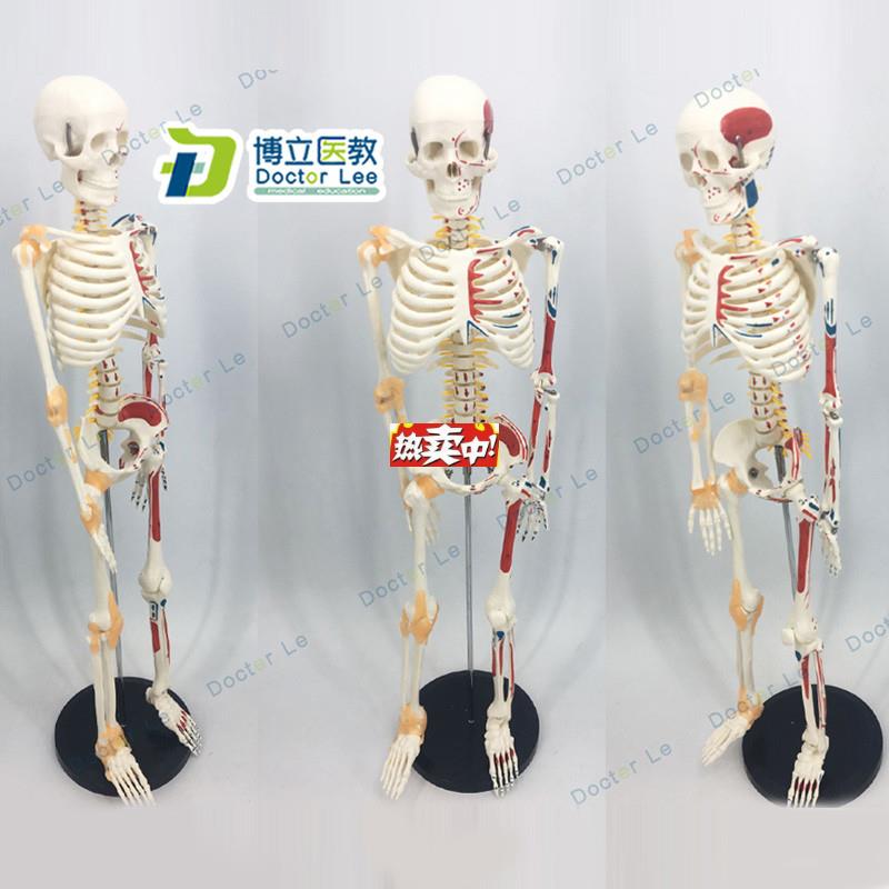 热销人体骨骼85CM人体骨架软腰椎悬挂式附脊椎神经c根脊椎动脉模