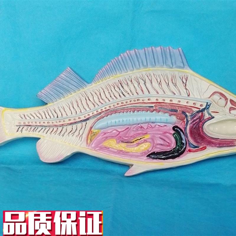 包邮鱼模具鱼内脏n模具鱼解剖模型鲫鱼鲤鱼鱼类讲解展示
