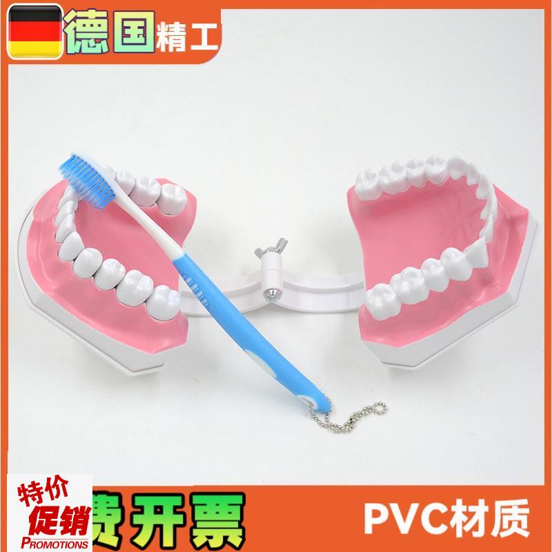 牙科口腔齿d科教学示教刷牙模型二倍大牙齿模型下牙可拆卸医学