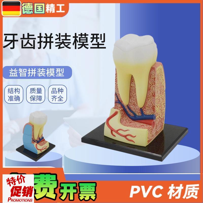 德国】拼装玩具人体牙齿拼t装模型器官解剖模型医学教学DIY科教