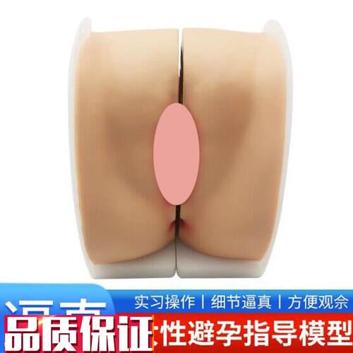 女性生殖解剖模型宫颈子宫阴道卵巢妇I科检查生殖私密教学1比1