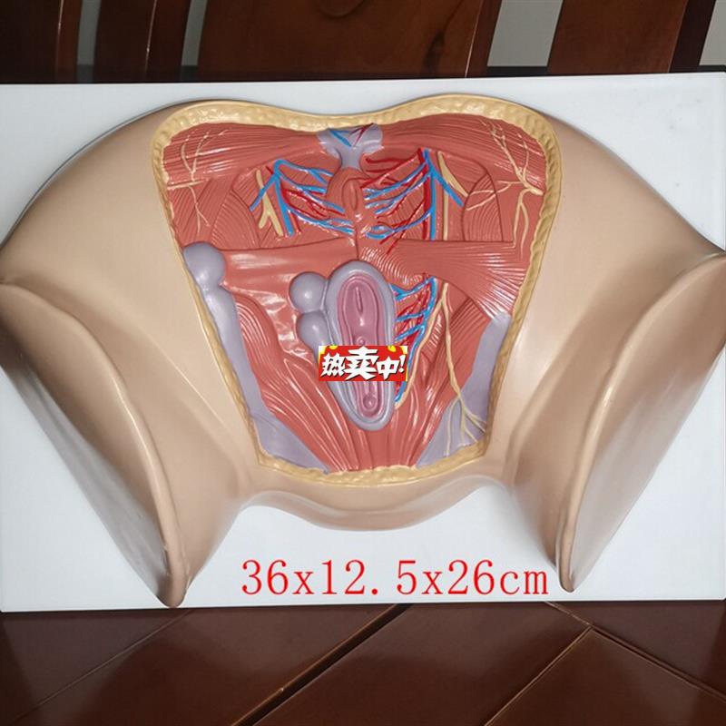 热销新款女性会阴J模型尿生殖三角肛门生殖系统盆腔模外阴护理保
