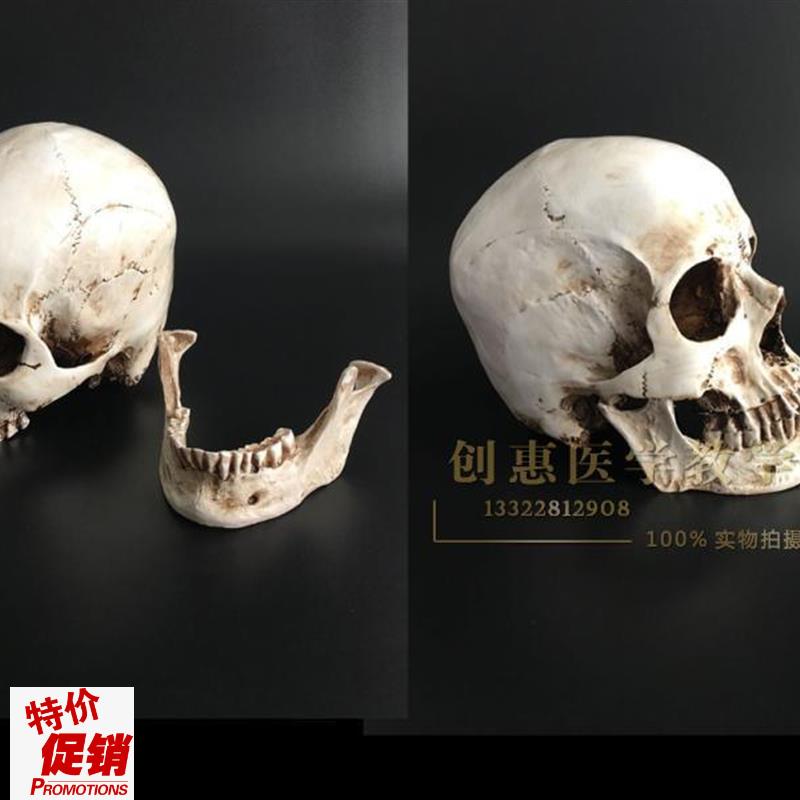 美术素描模型1:1人体骨骼模型人头骨摆件树脂骷X髅头办公摆件